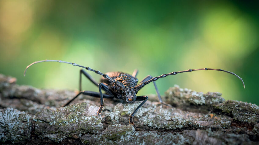 A la rencontre du grand capricorne avec Laurent Tillon