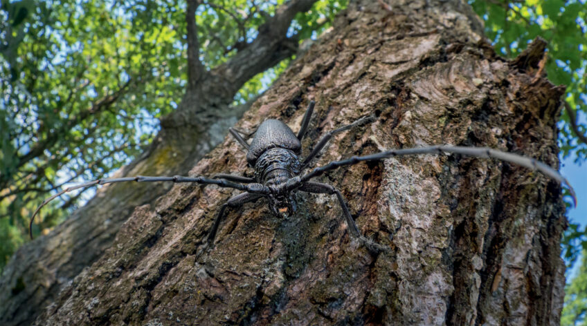 A la rencontre du grand capricorne avec Laurent Tillon