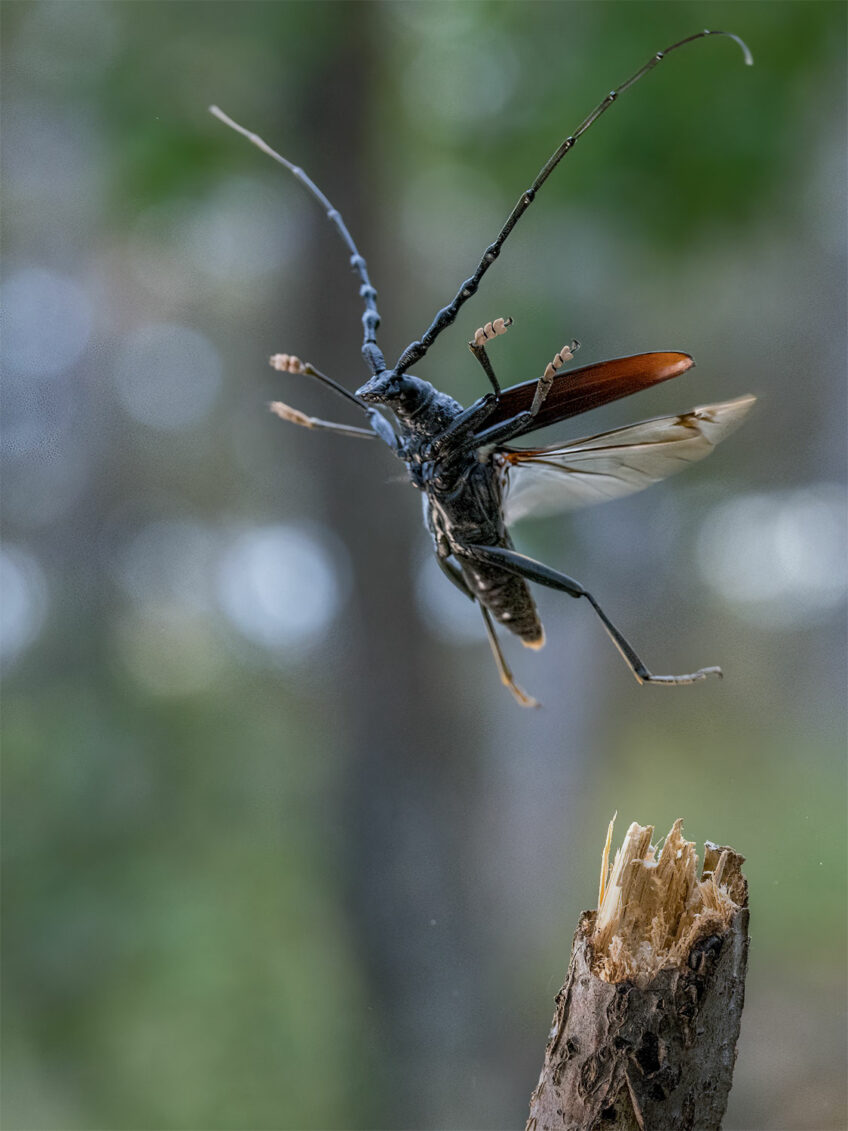 A la rencontre du grand capricorne avec Laurent Tillon
