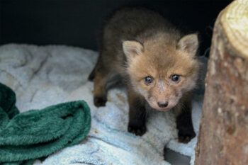 Un renardeau au centre de soins pour la faune sauvage Erminea, 
à Chavornay, dans le canton de Vaud.  Un renardeau au centre de soins pour la faune sauvage Erminea, 
à Chavornay, dans le canton de Vaud.