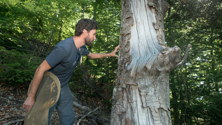 Yannick Chittaro est collaborateur scientifique chez Info Fauna, la base de données faunistique suisse. Il s’est spécialisé sur les coléoptères et les papillons. Rosalie des Alpes