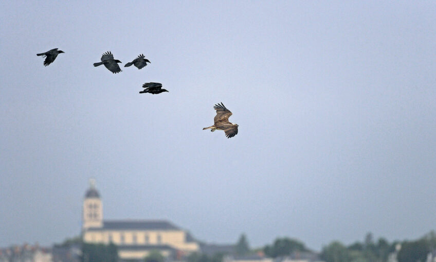 A la rencontre du balbuzard avec le photographe Louis-Marie Préau