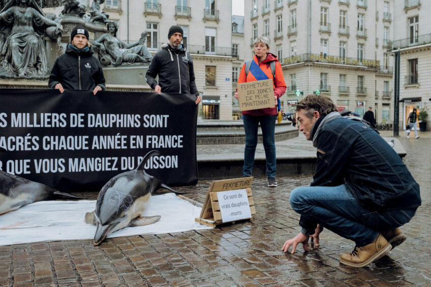A Nantes, les activistes de Sea Shepherd France exposent deux dauphins communs capturés accidentellement dans le golfe de Gascogne. Enquête sur les échouages de dauphins sur les côtes françaises