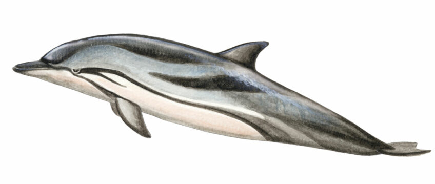 Dauphin bleu et blanc