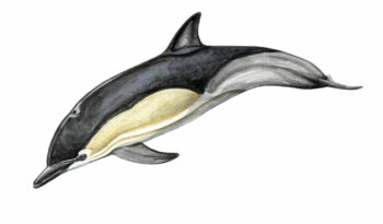 Dauphin commun
Méd. et Atlant. Nord-Est