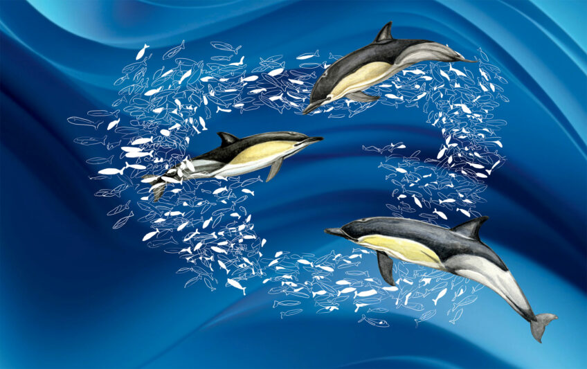 DAUPHINS COMMUNS EN CHASSE DANS UN BANC DE SARDINES