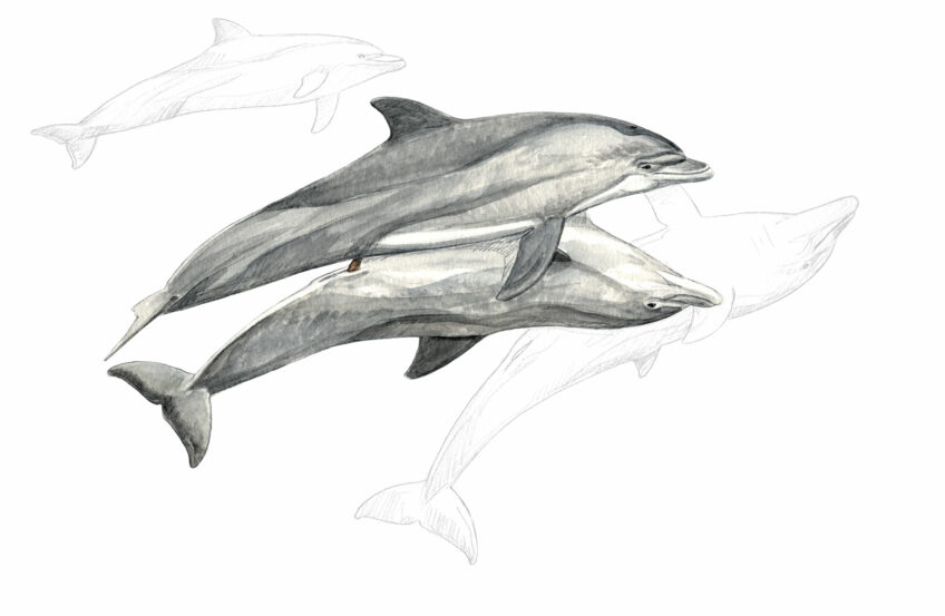 DEUX GRANDS DAUPHINS S’ACCOUPLENT, ESCORTÉS PAR DEUX MÂLES HARCELEURS