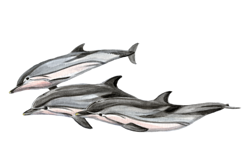 GROUPE DE DAUPHINS BLEU ET BLANC