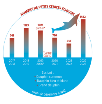 Enquête sur les échouages de dauphins sur les côtes françaises