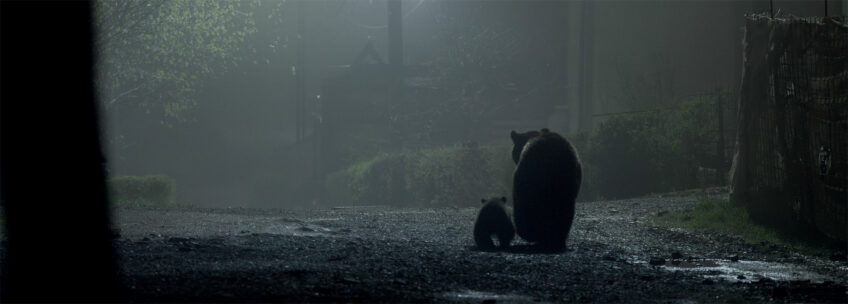 Neil Villard a photographié des ours en pleine ville en Roumanie