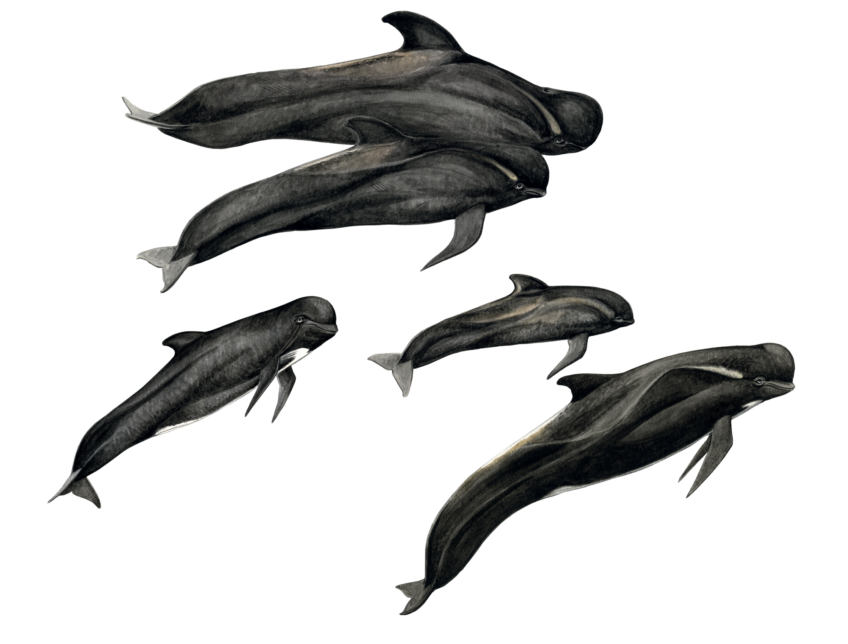 groupe de globicéphales