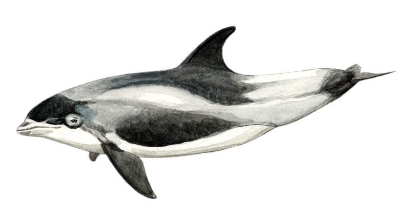 Lagénorhynque à bec blanc