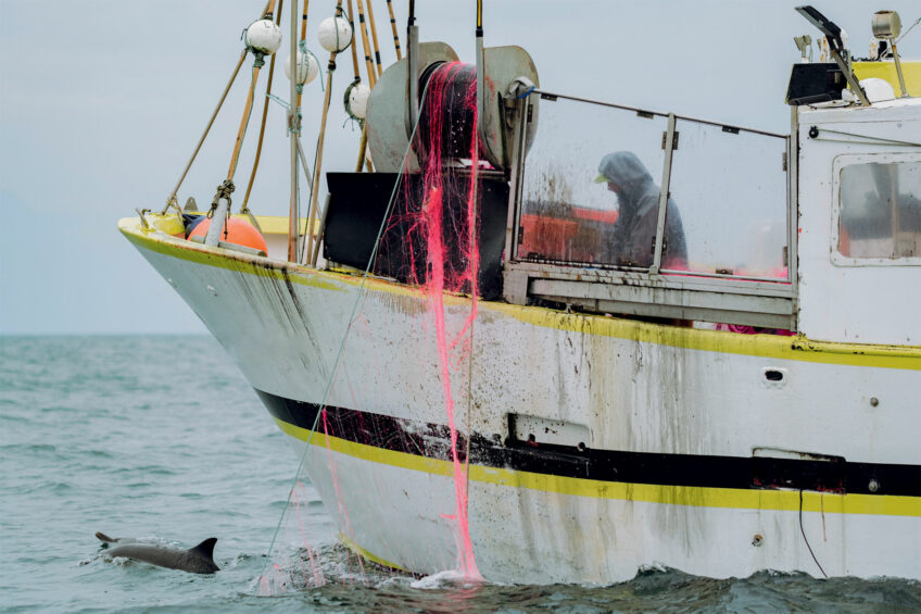 Les dauphins sont souvent capturés lors de la pose de filets d’une longueur de plusieurs kilomètres. Les inter-
actions entre navires de pêche et cétacés sont nombreuses en hiver. Enquête sur les échouages de dauphins sur les côtes françaises