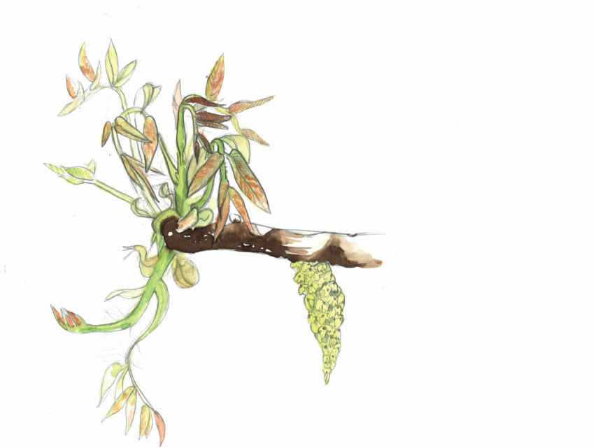 Les douze faces de la noix dessinées par Maéva Arnold