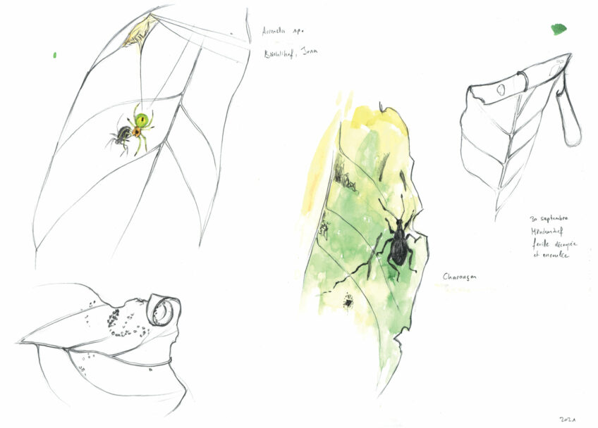 Les douze faces de la noix dessinées par Maéva Arnold