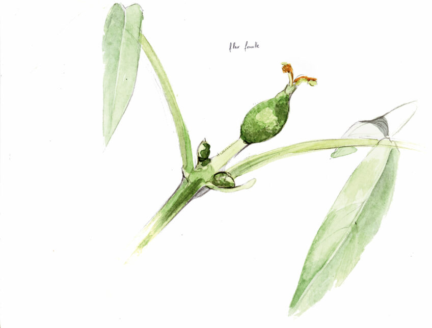 Les douze faces de la noix dessinées par Maéva Arnold