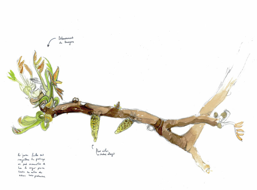 Les douze faces de la noix dessinées par Maéva Arnold