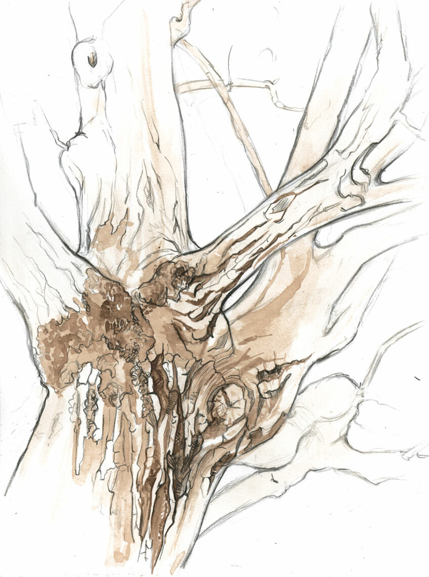 Les douze faces de la noix dessinées par Maéva Arnold