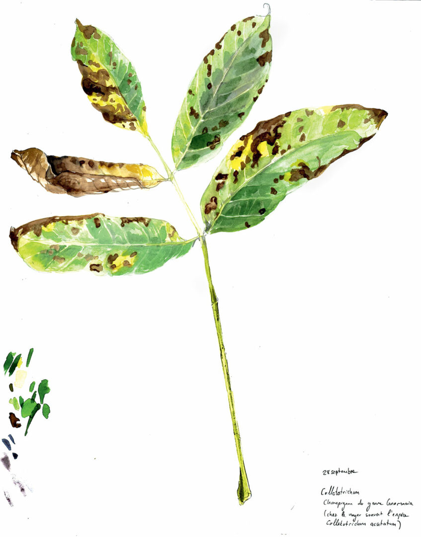 Les douze faces de la noix dessinées par Maéva Arnold