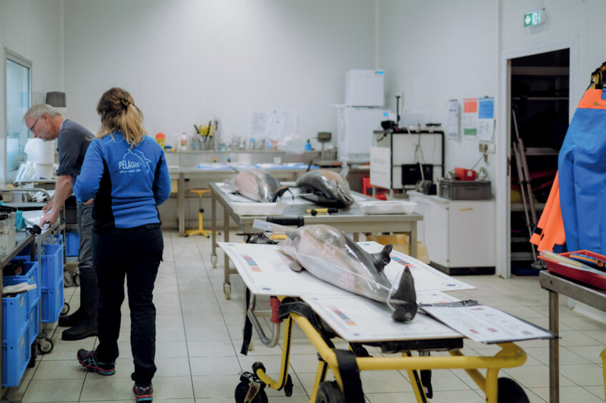 Salle de nécropsie des bureaux de Pelagis. Quatre dauphins vont être autopsiés. Enquête sur les échouages de dauphins sur les côtes françaises