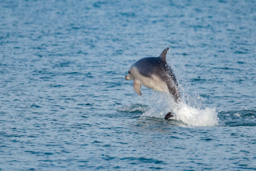Les dauphins surveillés de près par les scientifiques en Méditerranée