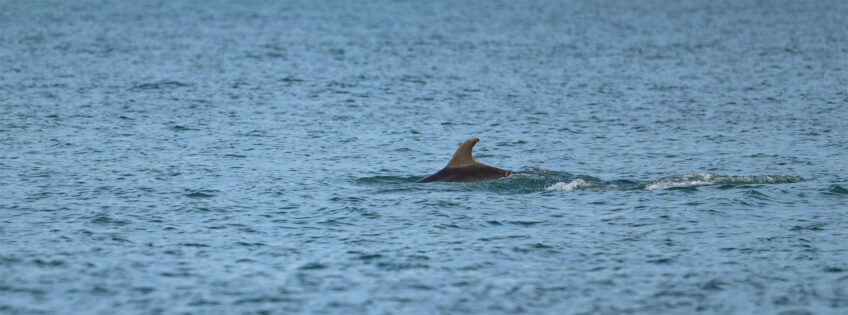 Les dauphins surveillés de près par les scientifiques en Méditerranée
