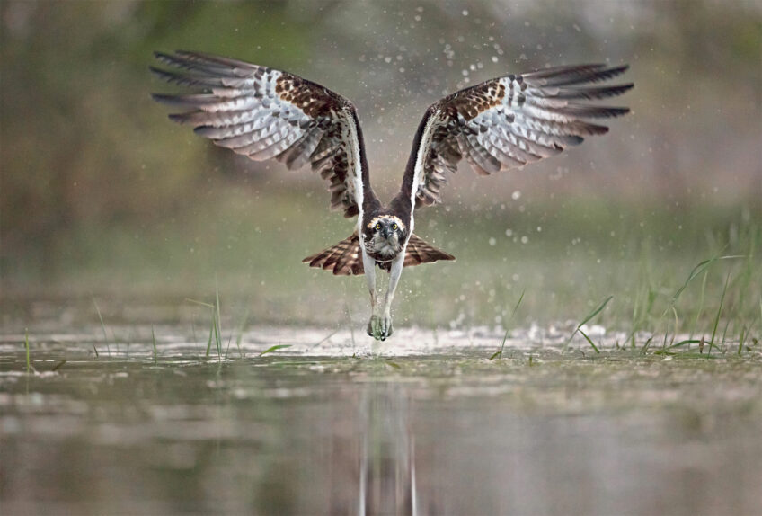 A la rencontre du balbuzard avec le photographe Louis-Marie Préau