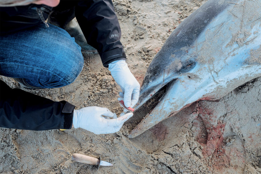 Une bénévole du réseau compte et prélève les dents d’un cétacé pour déterminer l’espèce. Les stries de croissance dans les racines permettront de déterminer son âge. Enquête sur les échouages de dauphins sur les côtes françaises