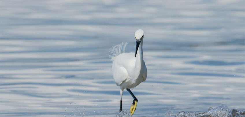 centre ornithologique lac léman