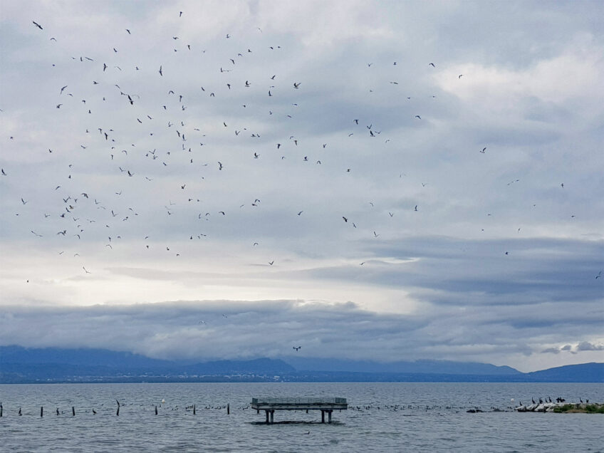 centre ornithologique lac léman