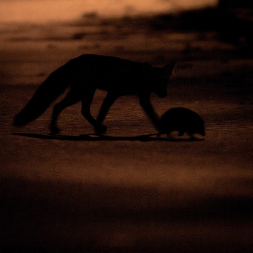 Neil Villard a photographié des ours en pleine ville en Roumanie