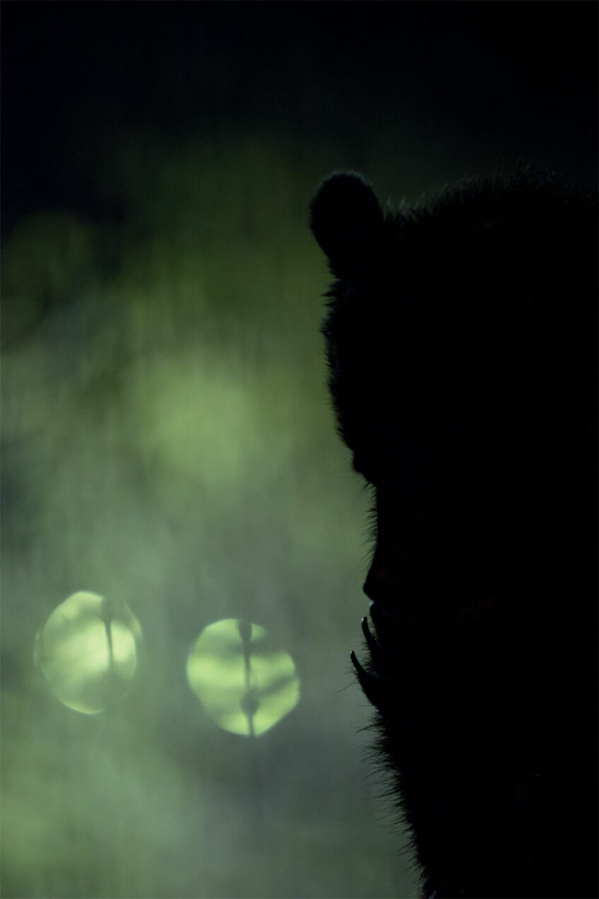 Neil Villard a photographié des ours en pleine ville en Roumanie