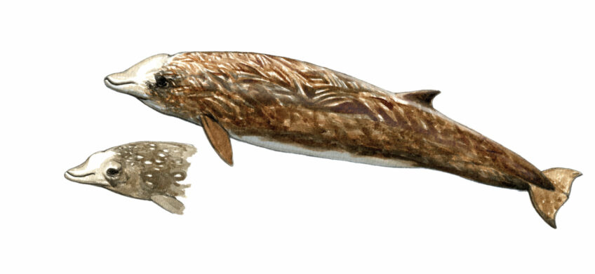 Ziphius (ou baleine à bec) de Cuvier