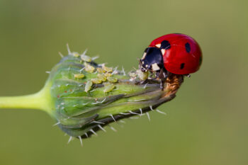 Une coccinelle mange des pucerons. Crédit photo : Adobe Stock