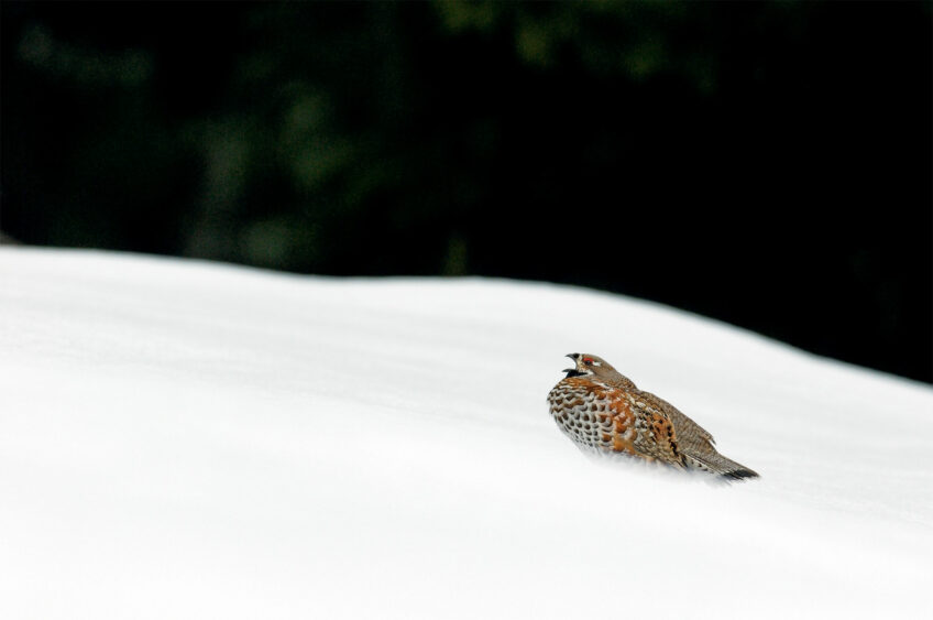 Des gélinottes des bois suivies à leurs chants - Revue Salamandre