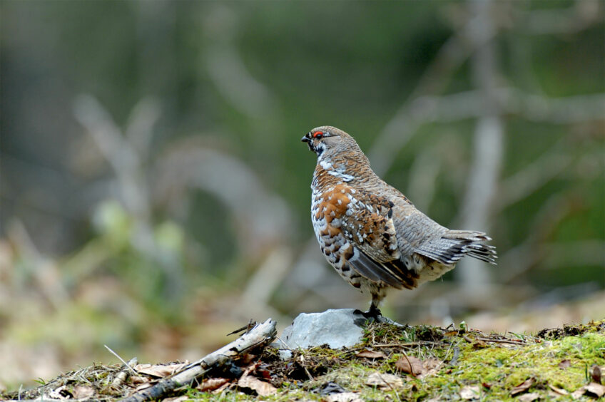 Des gélinottes des bois suivies à leurs chants - Revue Salamandre