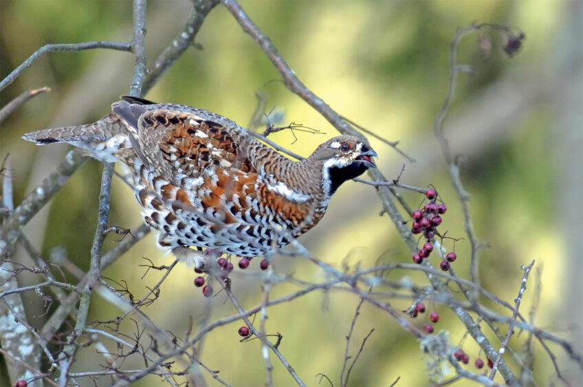 Des gélinottes des bois suivies à leurs chants - Revue Salamandre