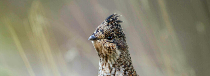 Dans les Alpes, la gélinotte conquiert de nouveaux milieux