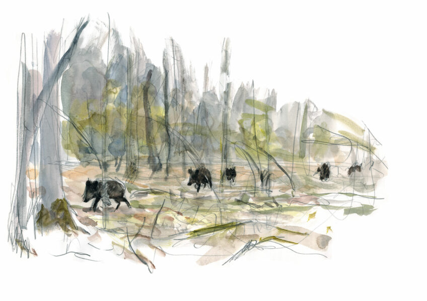 Sanglier, à l’affût d'un animal mal aimé