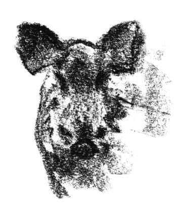 Sanglier, à l’affût d'un animal mal aimé