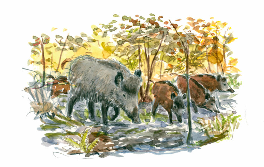 Sanglier, à l’affût d'un animal mal aimé