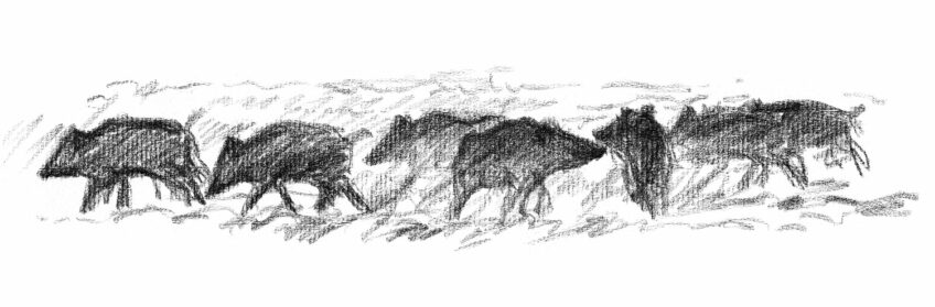 Sanglier, à l’affût d'un animal mal aimé