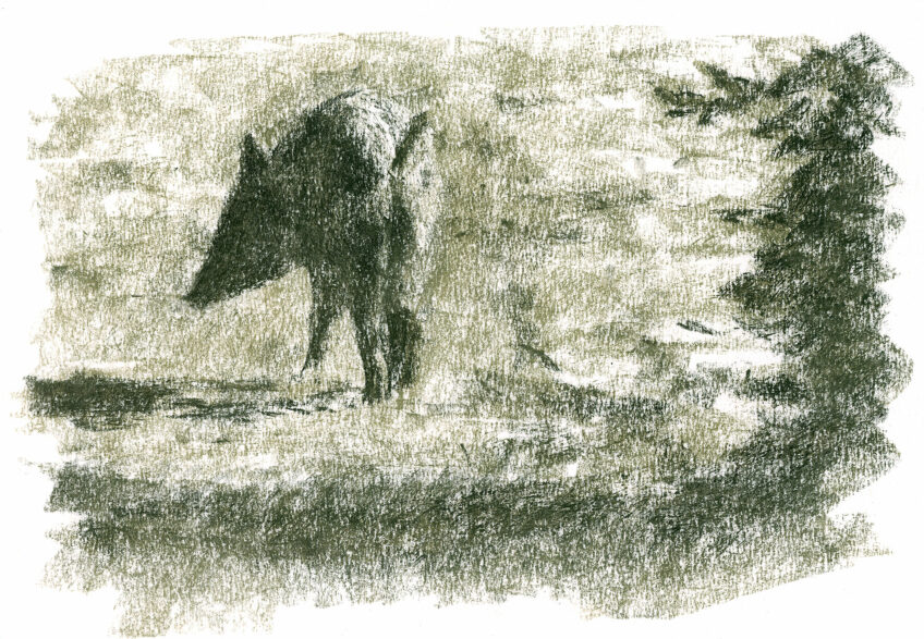 Sanglier, à l’affût d'un animal mal aimé