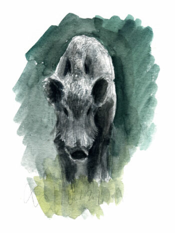 Sanglier, à l’affût d'un animal mal aimé