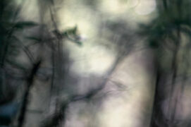 Cachés dans les bois / © Sophie Luciani