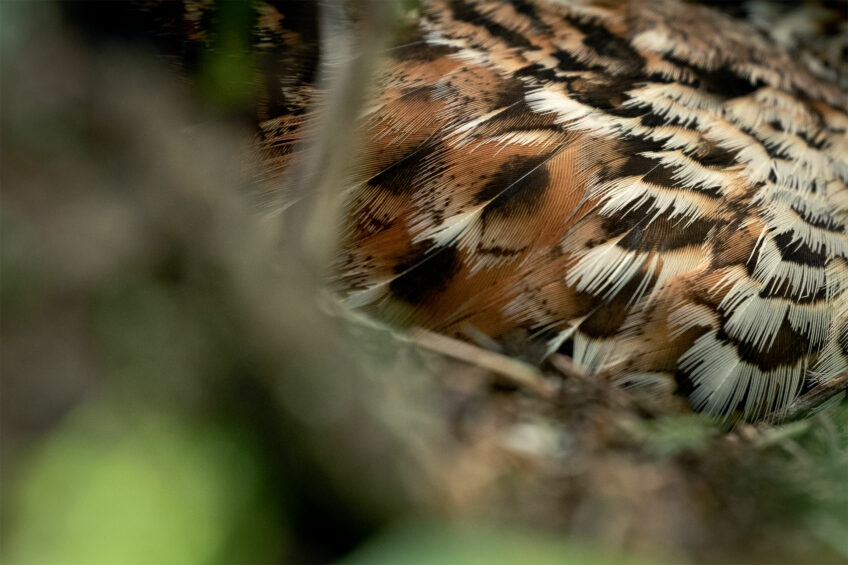 Détail du riche plumage sur les flancs de la femelle de gélinotte À l'affût de la gélinotte des bois avec Neil Villard