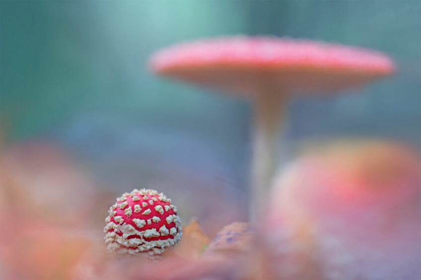 Emergence d’une amanite tue-mouches, des champignons de la même espèce en arrière-plan.
Forêt domaniale de Saint-Léger en Côte-d’Or, le 24 octobre 2014 à 17 h 26. Les champignons de près avec la photographe Sophie Luciani