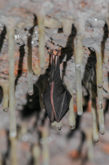 Une colonie de chauve-souris protégées tout l'hiver