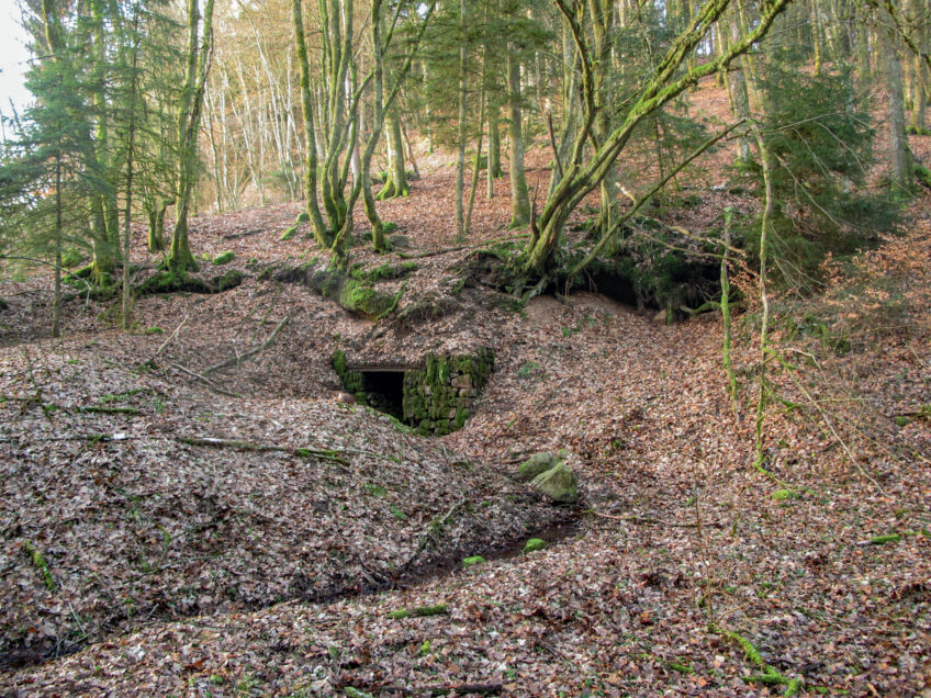 Une colonie de chauve-souris protégées tout l'hiver