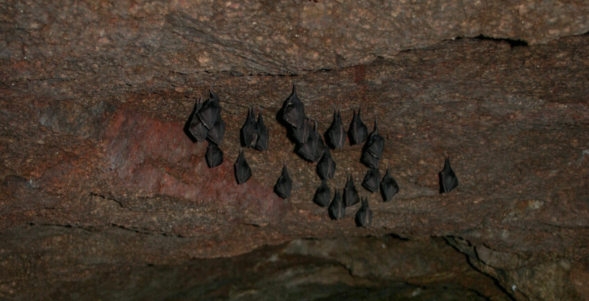 Une colonie de chauve-souris protégées tout l'hiver